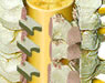 Spine Surgeries